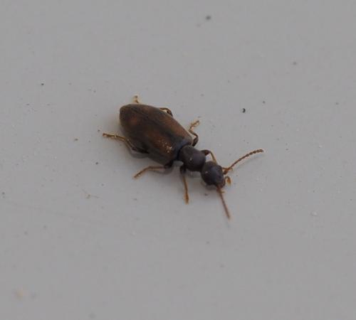 Réf. 225 986 : Cordicomus instabilis